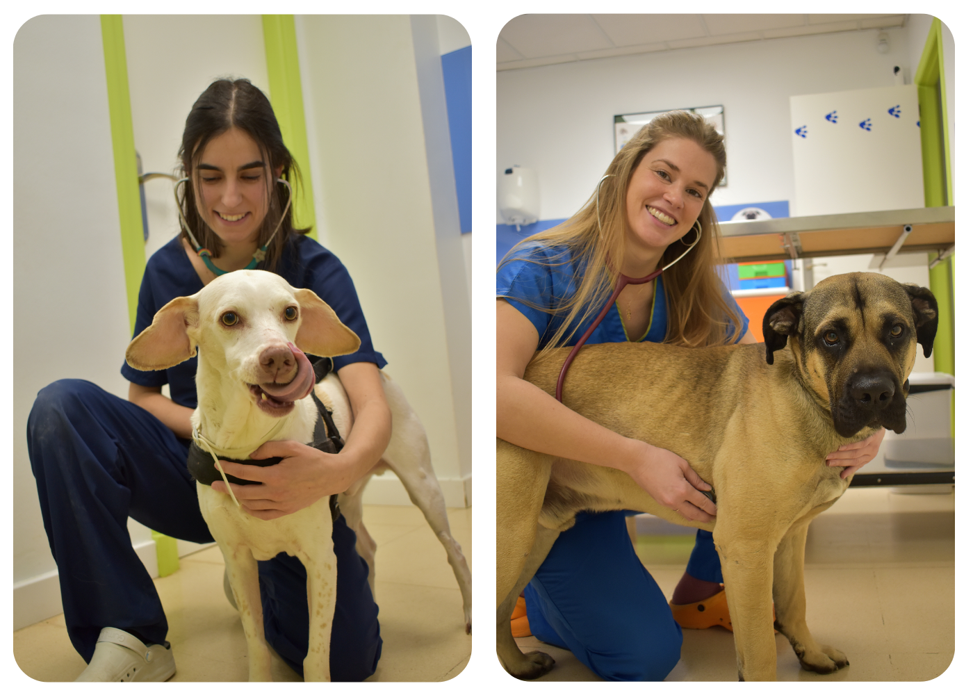 Clinica Veterinaria Calahorra